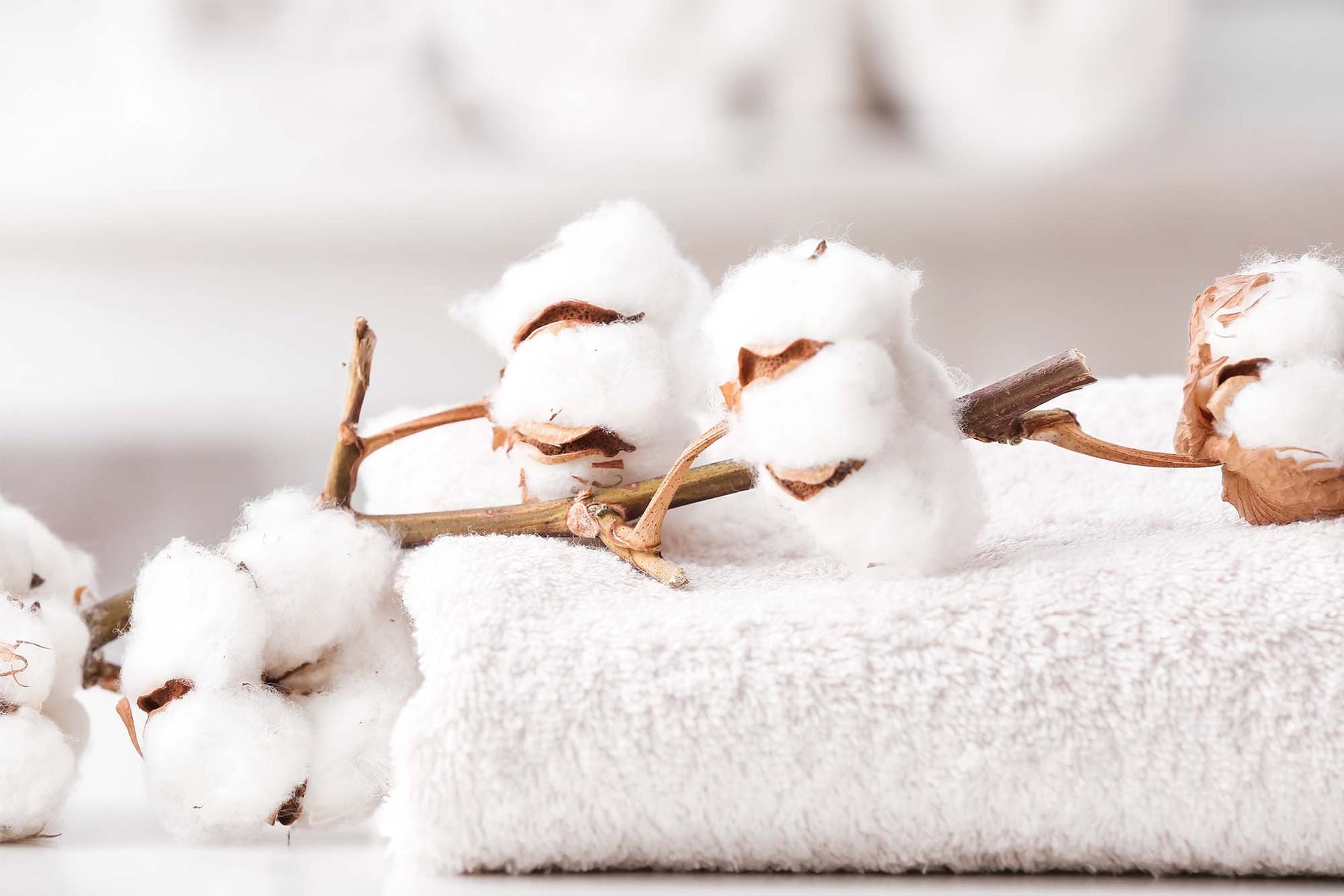 cotton towel with cotton plant sitting on top